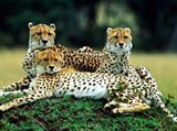 Гепарды (три гепарда)