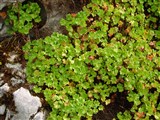 Герань далматская – Geranium dalmaticum L. (2)