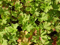 Герань кантабригенская – Geranium x cantabrigiense Yeo.