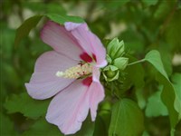 Гибискус сирийский, сирийская роза – Hibiscus syriacus L.