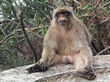 Гибралтар (бесхвостая обезьяна)