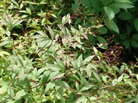 Гилления тройчатая – Gillenia trifoliata (L.) Moench.
