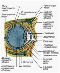 Глаз (схема)