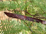 Гледичия трехколючковая – Gleditschia triacanthos L. (3)