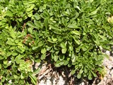 Глобулярия сердцелистная – Globularia cordifolia L. (2)