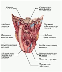 Глотка (вид сзади, задняя стенка разрезана)