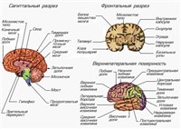 Головной мозг (схема)