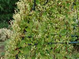 Горец бальджуанский, русский виноград – Polygonum baldschuanicum Reg. (2)