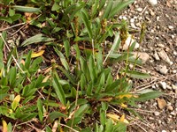 Горец живородящий, макарша – Polygonum viviparum L. (1)