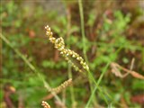 Горец живородящий, макарша – Polygonum viviparum L. (2)