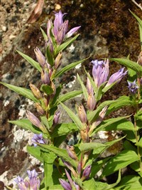 Горечавка ластовневая – Gentiana asclepiadea L.