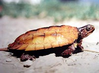 Горная черепаха Шпенглера