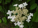Гортензия древовидная – Hydrangea arborescens L. (3)