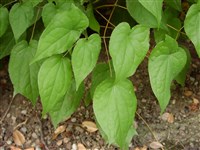 Горянка альпийская – Epimedium alpinum L.