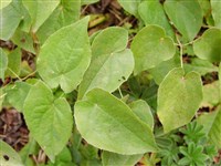 Горянка уорлейенская – Epimedium x warleyense Stearn.