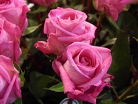 Грация [Род роза (шиповник) – Rosa L.]