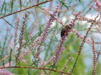 Гребенщик многоветвистый – Tamarix ramosissima Ledeb.