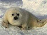 Гренландский тюлень (детеныш)