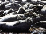 Гренландский тюлень (лежбище)