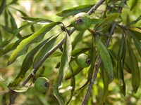 Груша лохолистная, маслинолистная – Pyrus elaegrifolia Pall. (1)