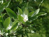 Груша лохолистная, маслинолистная – Pyrus elaegrifolia Pall. (2)