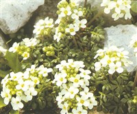Двусемянник альпийский – Pritzelago alpina (L.) Kuntze.