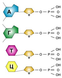 Дезоксирибонуклеиновые кислоты (нуклеотиды ДНК)