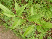 Дейция изящнейшая, элегантнейшая – Deutzia x elegantissima (Lemoine) Rehd.