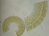 Диатомовые водоросли (Меридион круговой)