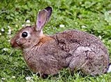 Дикий европейский кролик (Oryctolagus cuniculus)