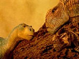 Динозавр (кадр из фильма 1)