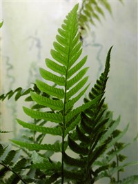 Диплазиум сибирский – Diplazium sibiricum (Turcz.et G.Kunze) Kurata.