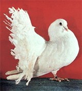 Домашние голуби (павлин)