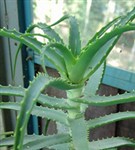 Древовидное алоэ (Aloe arborescens)