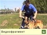 Дрессировка собак (видео)