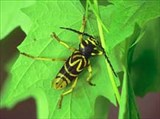 Дровосеки (Cerambycidae)