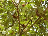 Дуб австрийский – Quercus cerris L. (2)