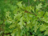 Дуб болотный – Quercus palustris Munchh.