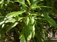 Дуб иволистный – Quercus phellos L.