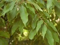 Дуб каштанолистный – Quercus castaneifolia C.A.Mey.