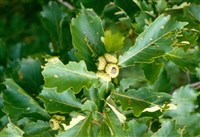 Дуб лировидный – Quercus lyrata Walter.