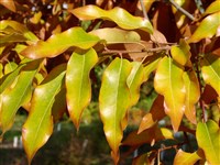 Дуб черепитчатый – Quercus imbiricata Michx.
