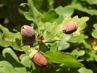 Дуб черешчатый, летний – Quercus robur L. (1)