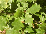 Дуб черешчатый, летний – Quercus robur L. (2)