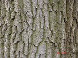 Дуб черешчатый, летний – Quercus robur L. (3)