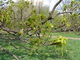 Дуб черешчатый, летний – Quercus robur L. (4)