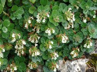 Дубровник пиренейский – Teucrium pyrenaicum L.