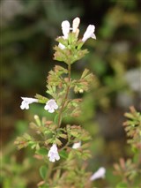 Душевик крупноцветковый – Calamintha grandiflora (L.) Moench. (2)