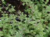 Душевик крупноцветковый – Calamintha grandiflora (L.) Moench. (3)