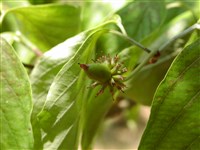 Дёрен цветущий, циноксилон цветущий – Cornus florida L.
